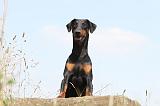 DOBERMANN 1004